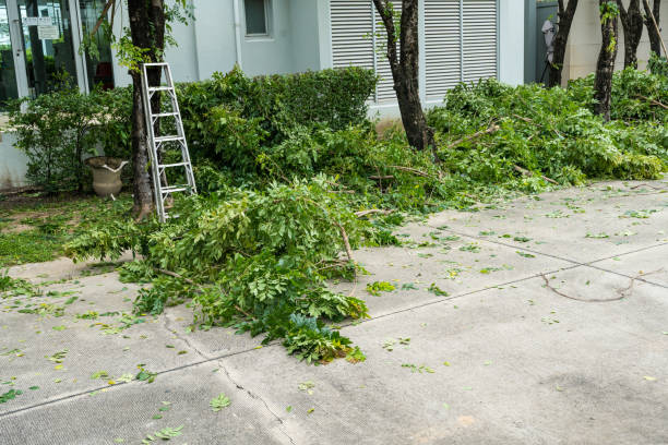 How Our Tree Care Process Works  in  Lorane, PA