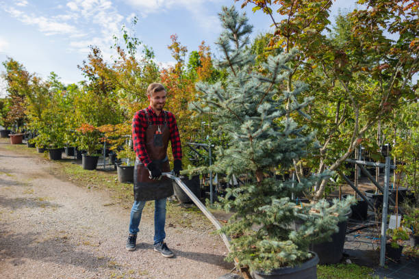 Lorane, PA Tree Removal Company